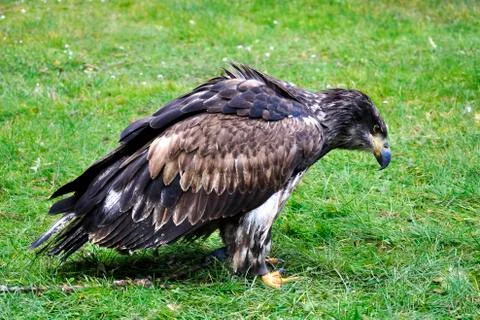 Bald eagle Stock Photos