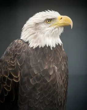 Bald eagle Foto stock