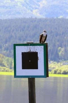 Bald Eagle Stock Photos