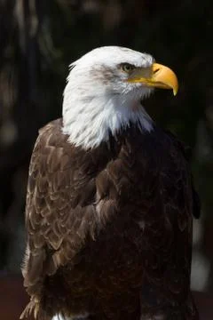 Bald Eagle Stock Photos