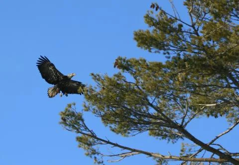 Bald Eagle Fotos Stock