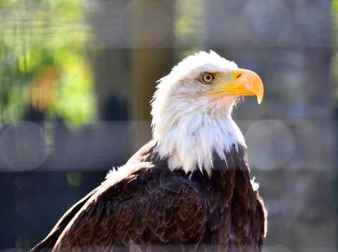 Bald Eagle Stock Photos