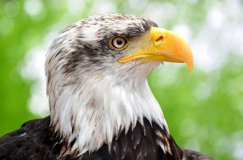 Bald Eagle Stock Photos