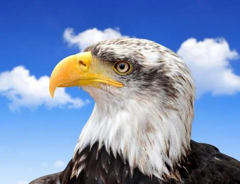 Bald Eagle  Stock Photos