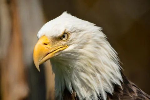 Bald Eagle Foto stock