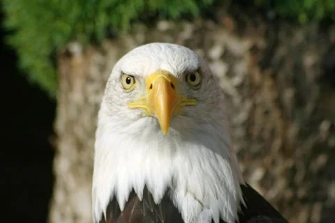 Bald eagle Stock Photos