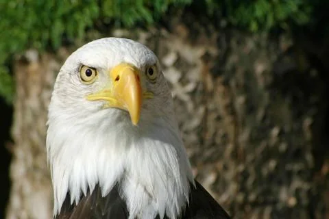 Bald eagle Foto stock