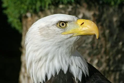 Bald eagle Stock Photos