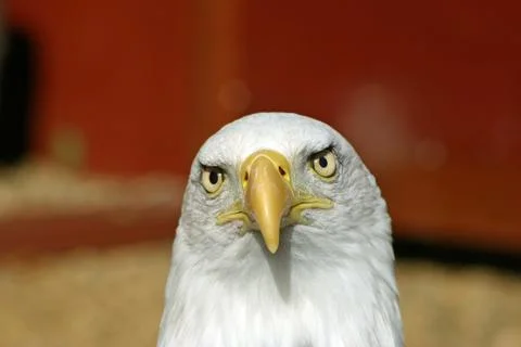 Bald eagle Stock Photos
