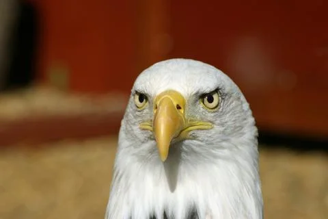 Bald eagle Stock Photos