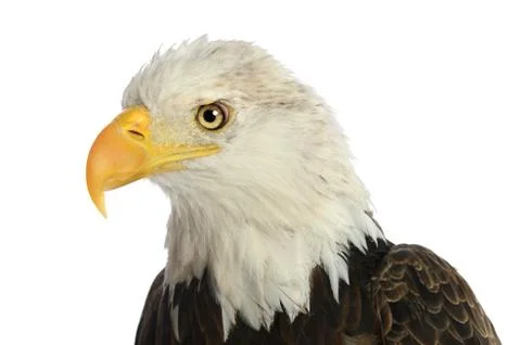 Bald Eagle Stock Photos