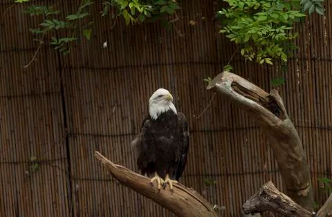 Bald Eagle Stock Photos