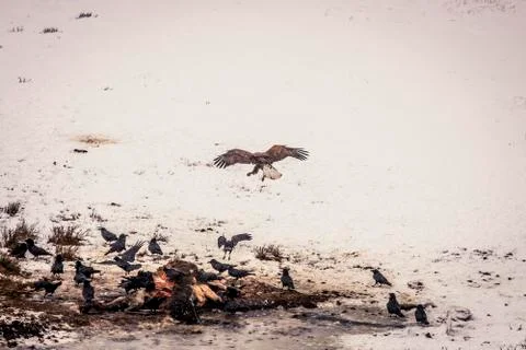 Bald Eagle Stock Photos