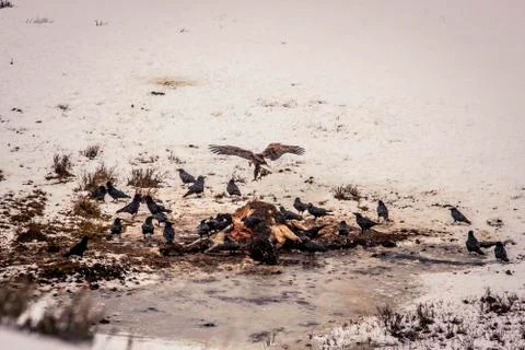 Bald Eagle Stock Photos