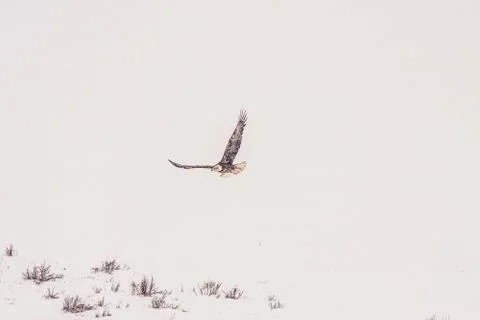 Bald Eagle Stock Photos