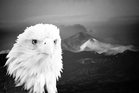 Bald Eagle Stock Photos