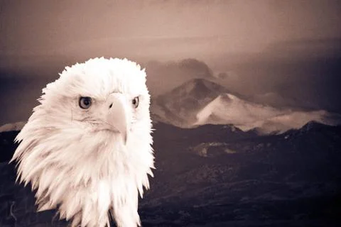 Bald Eagle Stock Photos