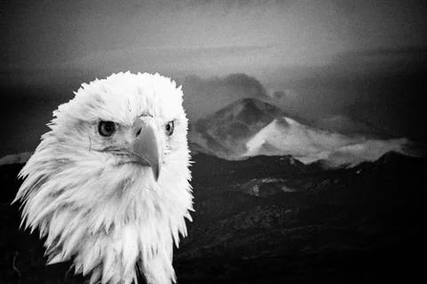 Bald Eagle Stock Photos