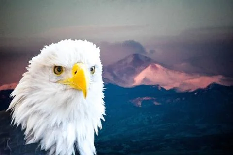 Bald Eagle Stock Photos