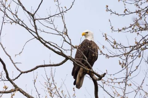 Bald eagle Stock Photos