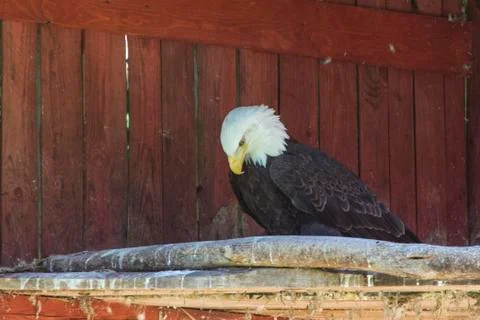 Bald eagle Stock Photos