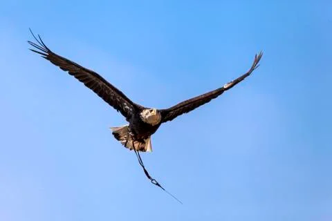 Bald Eagle Stock Photos