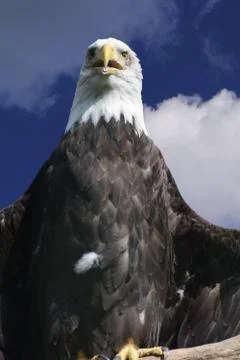 Bald Eagle Foto stock