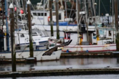 Bald Eagle Foto stock