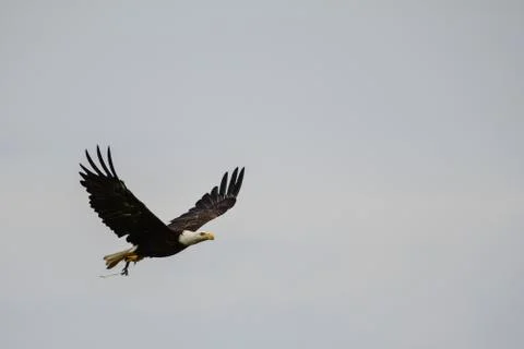 Bald Eagle Stock Photos