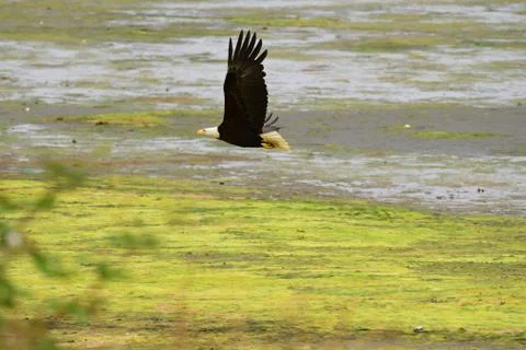 Bald Eagle Stock Photos