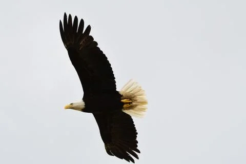 Bald Eagle Stock Photos