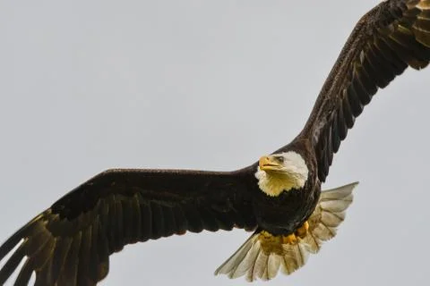 Bald Eagle Stock Photos
