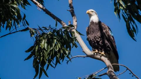 BALD EAGLE Stock Photos