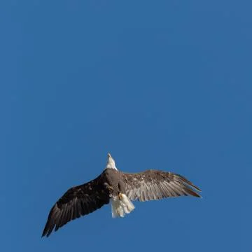 Bald Eagle Stock Photos