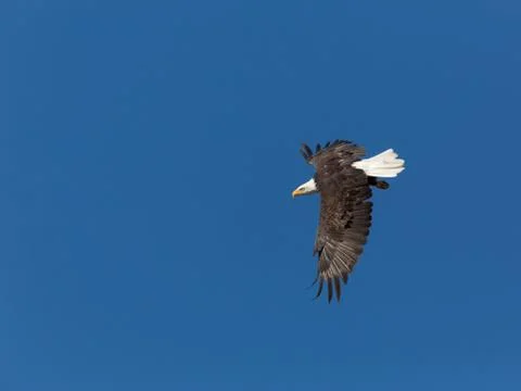 Bald Eagle Фото