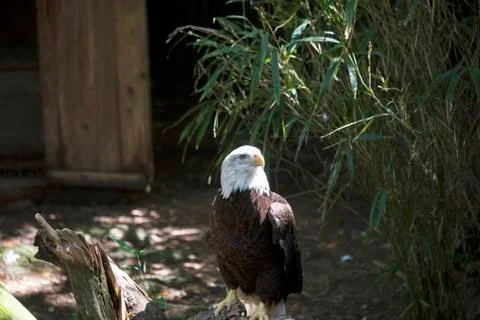 Bald Eagle Stock Photos