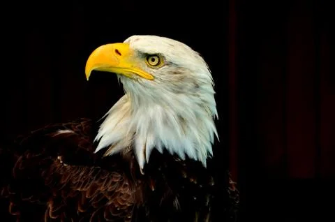 Bald Eagle Foto stock