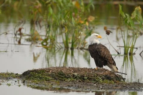 Bald Eagle Foto stock