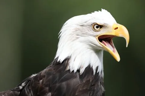 Bald Eagle Stock Photos