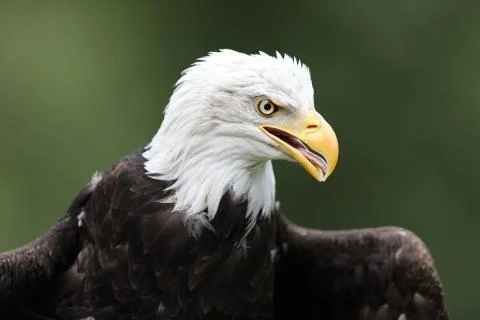 Bald Eagle Stock Photos