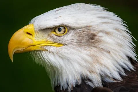 Bald eagle Stock Photos