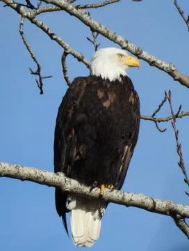 Bald Eagle Stock Photos