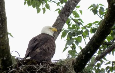 Bald eagle Stock Photos