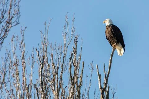 Bald Eagle Foto stock