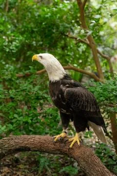 Bald Eagle Stock Photos
