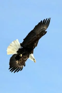 Bald Eagle Fotos Stock