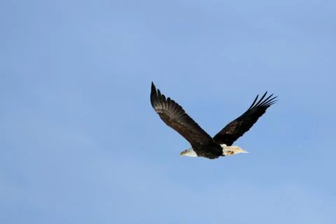 Bald Eagle Fotos Stock