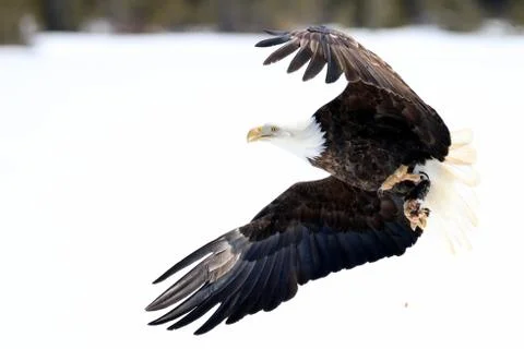 Bald Eagle Fotos Stock