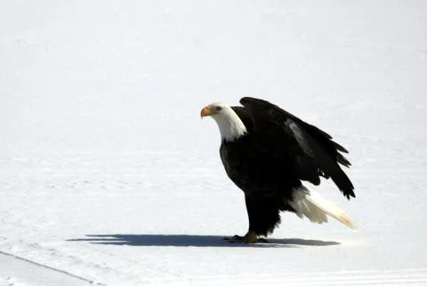 Bald Eagle Fotos Stock