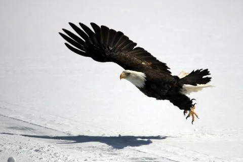 Bald Eagle Fotos Stock
